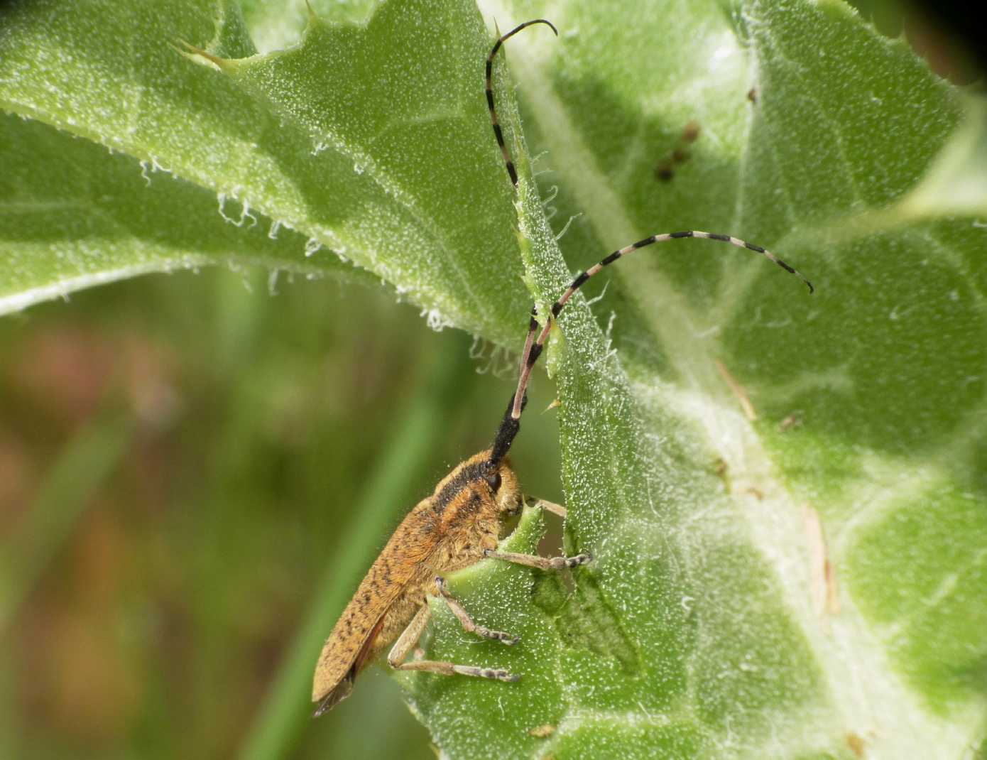 Agapanthia sicula malmerendii con antenna deforme